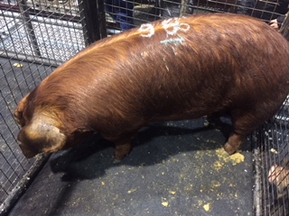 El mejor porcino de la Expo Rural 2018: un macho Spotted Poland 2 IMG 8278