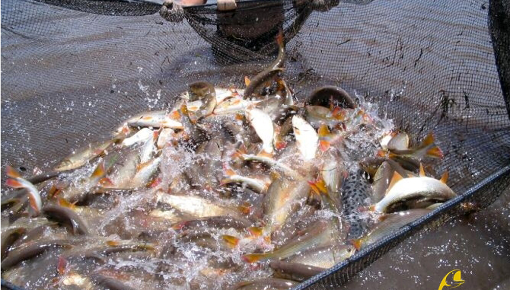 Cultivo de peces: un negocio sustentable que trae surubí, dorado y pacú a la mesa de los argentinos 1 dorado