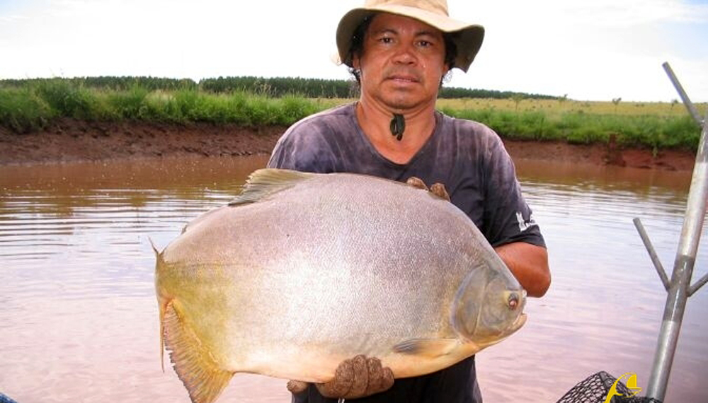 Cultivo de peces: un negocio sustentable que trae surubí, dorado y pacú a la mesa de los argentinos 3 pacu