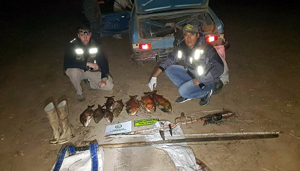 pesca furtiva dorados