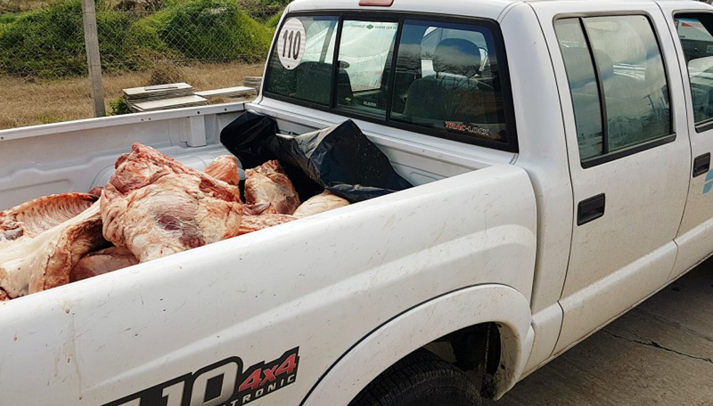 cerdo decomiso