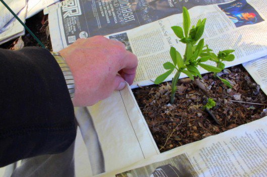 Cómo combatir malezas del jardín sin agroquímicos, sino con papel de diario 1 papel diario 1