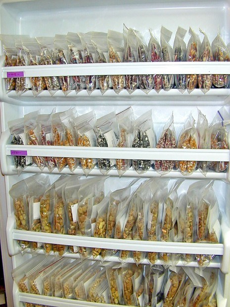 Cómo conservar correctamente las semillas para sembrar en la huerta en casa temperatura semillas