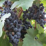 uvas