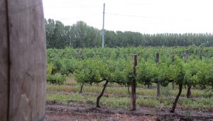 viñedo