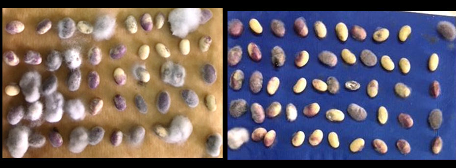 Fig3