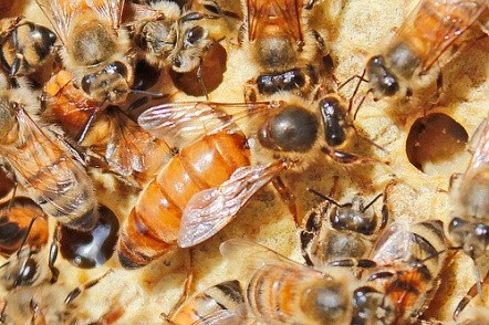 Cría de abejas reinas: en qué consiste el método doolittle 1 abeja reina