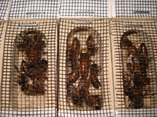 Cría de abejas reinas: en qué consiste el método doolittle 5 candy