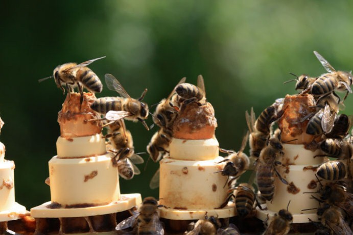 Cría de abejas reinas: en qué consiste el método doolittle 4 celdas reina