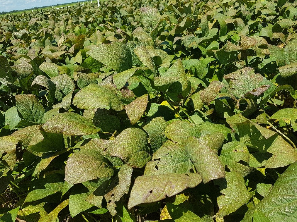 cercospora 2