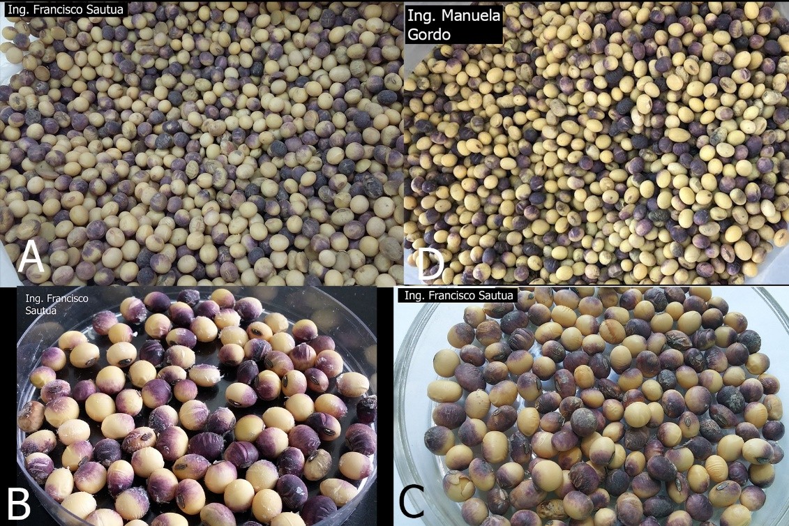 cercospora 3