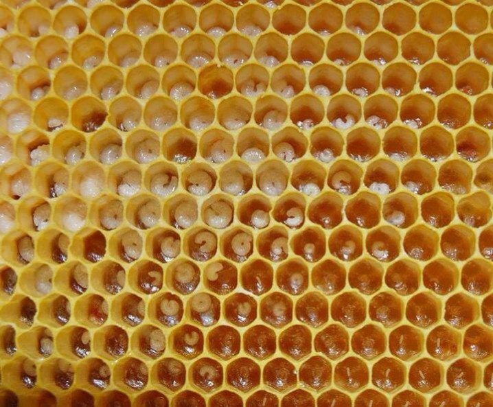 Cría de abejas reinas: en qué consiste el método doolittle 2 larvas reina