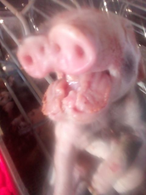 lechon1