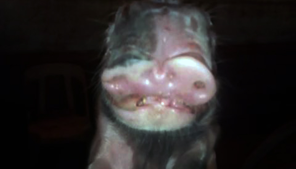lechon2 1