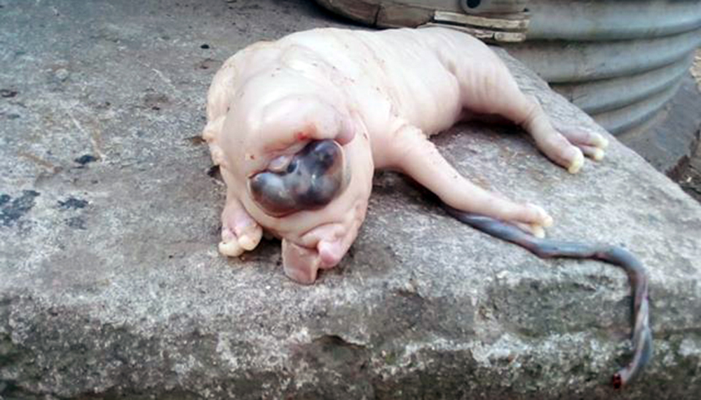 lechon2 2