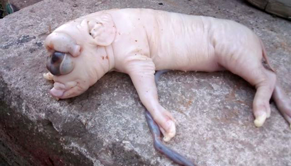 lechon3 1