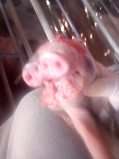 lechon3