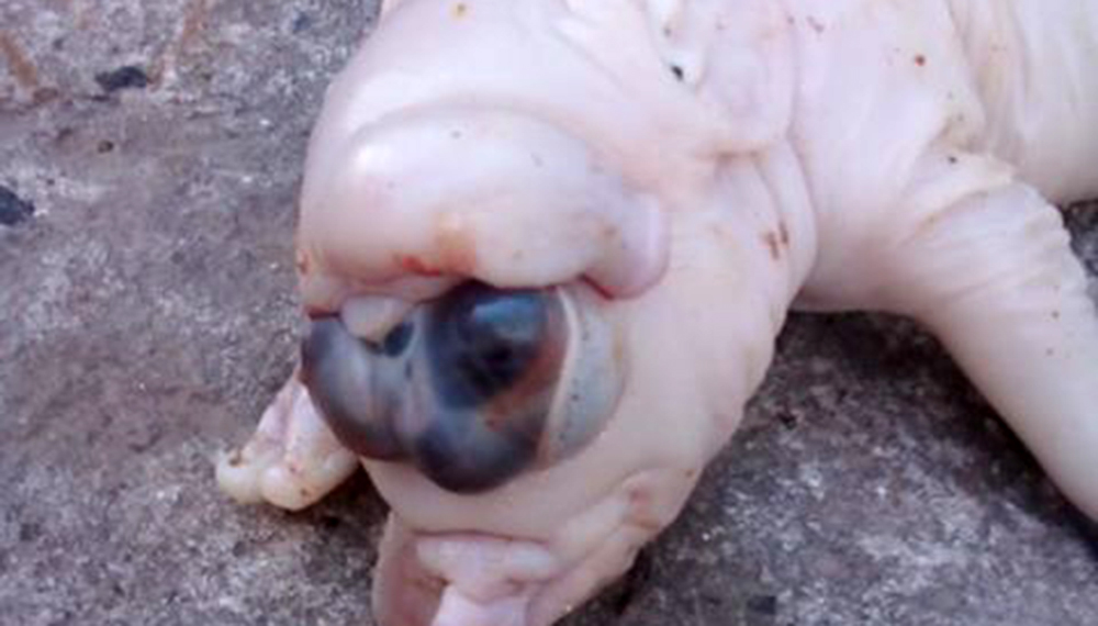 lechon4 1