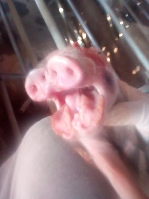 lechon4