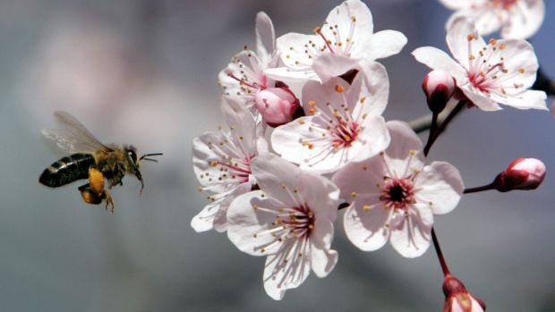 ¿Pagarías US$400 por un kilo de miel? 2 manuka 2