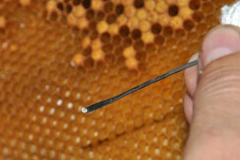 Cría de abejas reinas: en qué consiste el método doolittle 3 traslarve