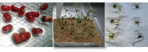 Soja: ¿Qué hacer con semillas fracturadas de bajo poder germinativo y vigor? 1 calidad semilla