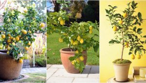 limonero maceta