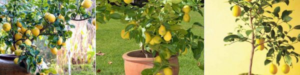 limonero maceta
