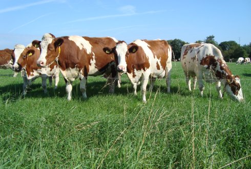 vacas holanda