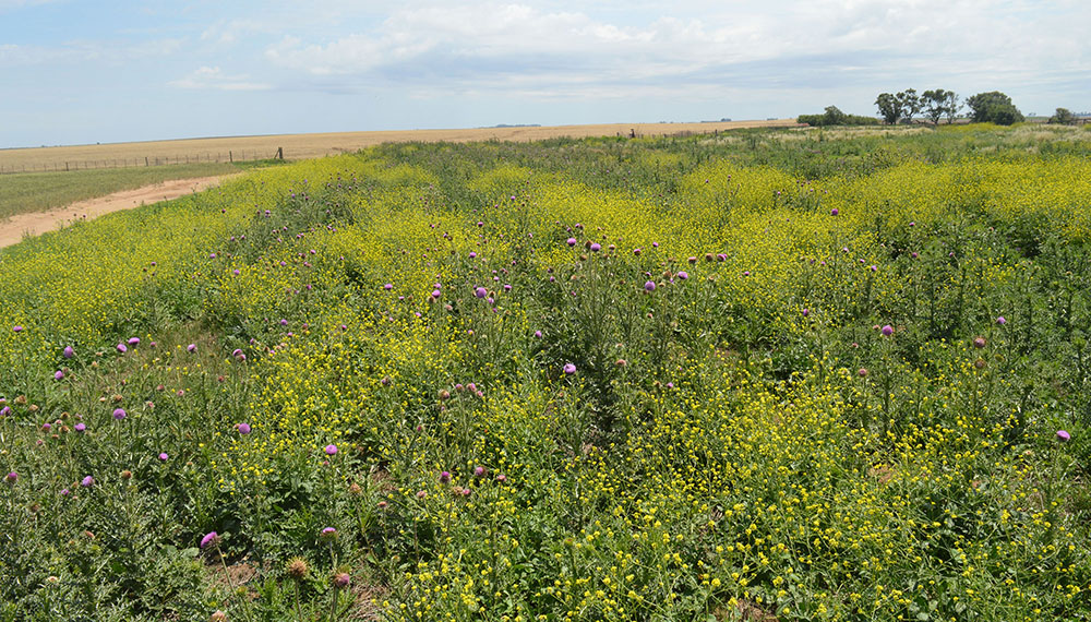 campo el manantial