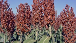 sorgo
