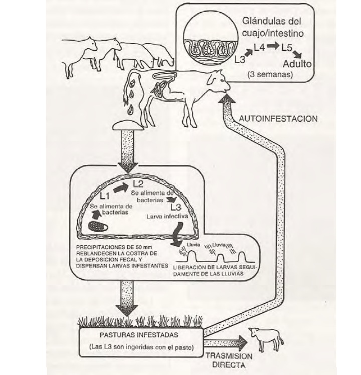 Sanidad en invernada: medidas para controlar los parásitos internos 1 parasitos invernada