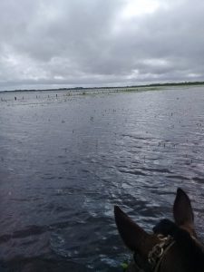 Imágenes y videos de las inundaciones en la localidad santafesina de Calchaquí 1 WhatsApp Image 2019 01 15 at 15.50.11 2