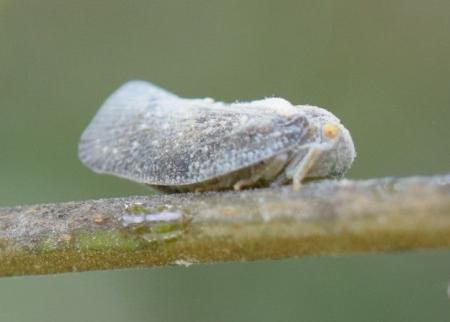 epopermis