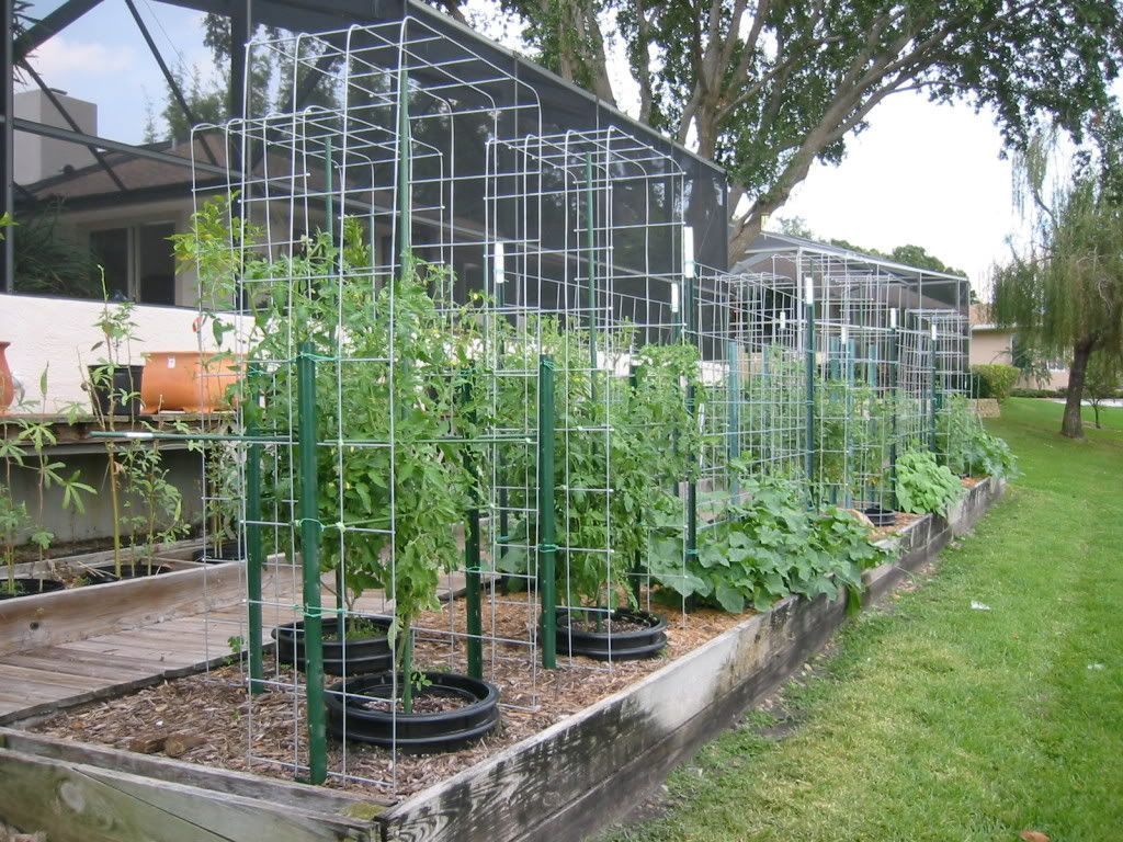 Cómo conducir los tomates de tu huerta en casa de la forma más eficiente Cómo conducir los tomates de tu huerta en casa de la forma más eficiente