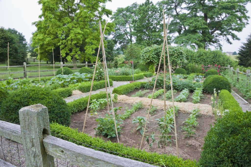 Cómo conducir los tomates de tu huerta en casa de la forma más eficiente Cómo conducir los tomates de tu huerta en casa de la forma más eficiente