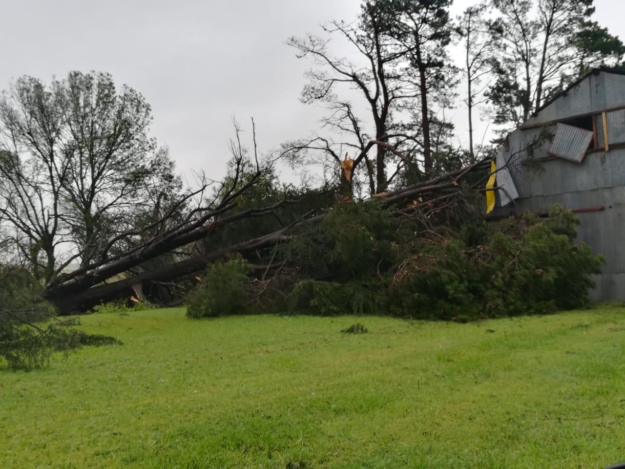 Arbol Caìdo Sobre Silo