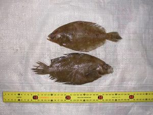 Foto 1 cyt