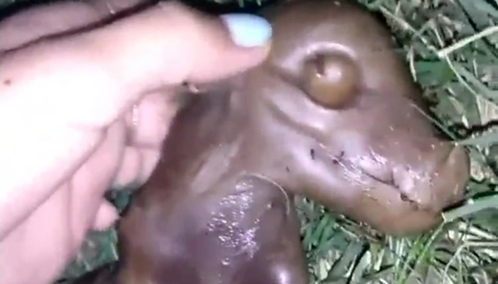 chancho2