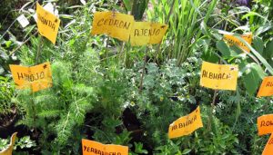 hierbas-aromaticas