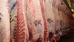 carne vacuna infocampo
