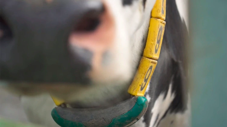 Vacas conectadas con 5G 5