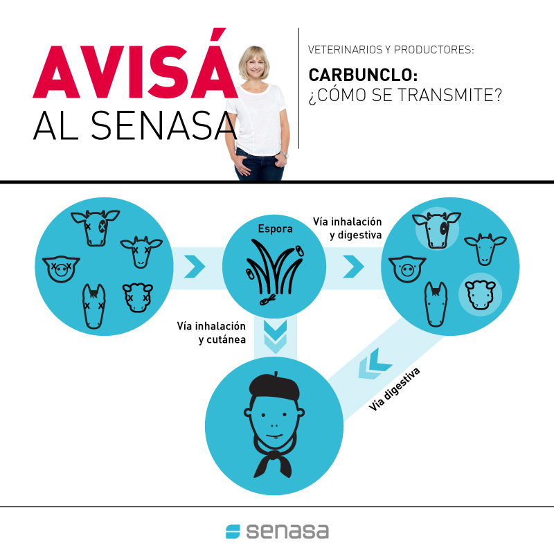 Carbunclo: qué es, cómo se transmite y cómo prevenir 1 carbun avisa