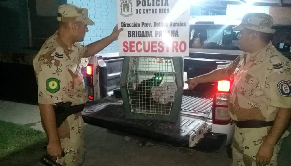 Apareció un gato montés en un gallinero de una escuela de Paraná 1 gatomontes1