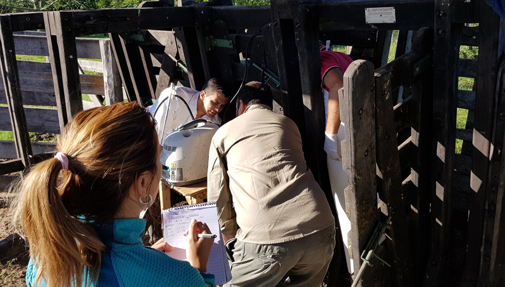 Así es "Gauchito", el primer ternero nacido de la transferencia de embriones de raza Brangus 2 gauchito3
