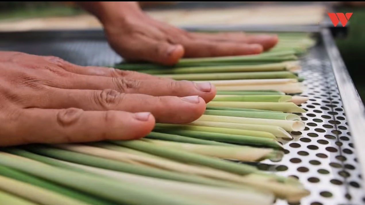 Pajitas vegetales para combatir el uso desmedido de plástico y mejorar el medio ambiente 2 pajitas 1