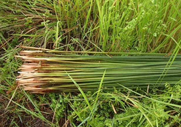 Pajitas vegetales para combatir el uso desmedido de plástico y mejorar el medio ambiente 1 pajitas 2