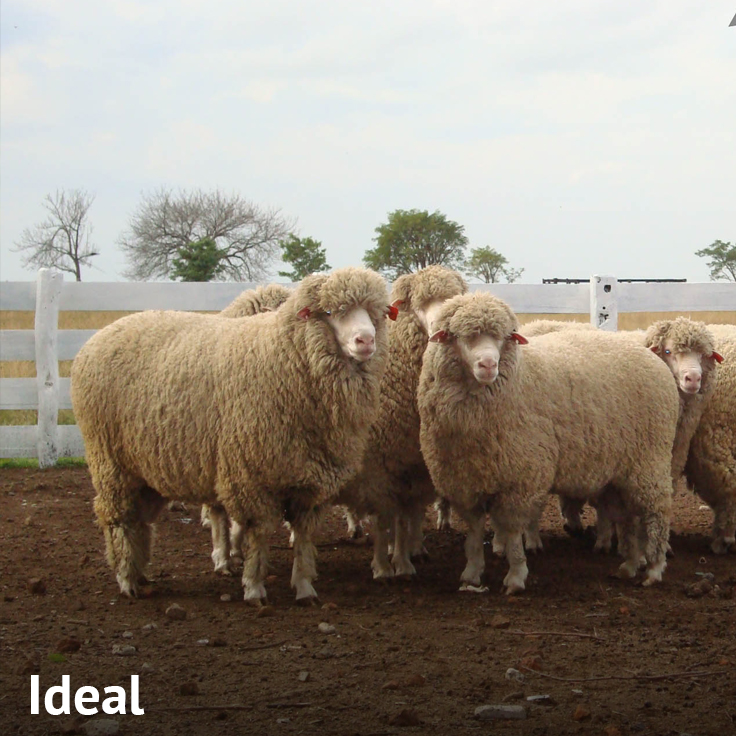Oveja Ideal