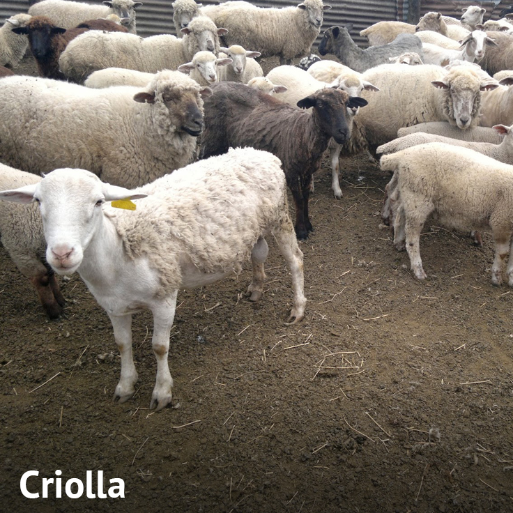 Oveja Criolla