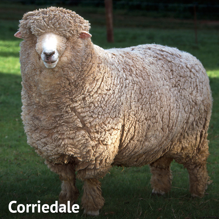 Oveja Corriedale
